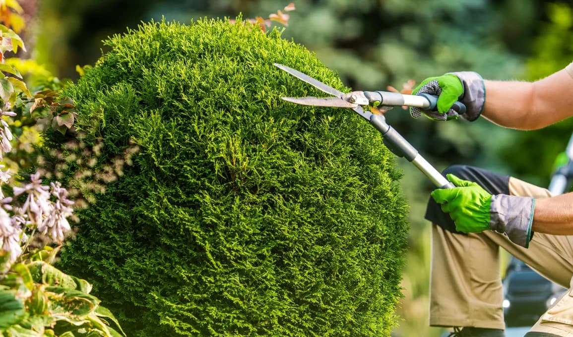Grass Cutting and Lawn Maintenance Services in Singapore