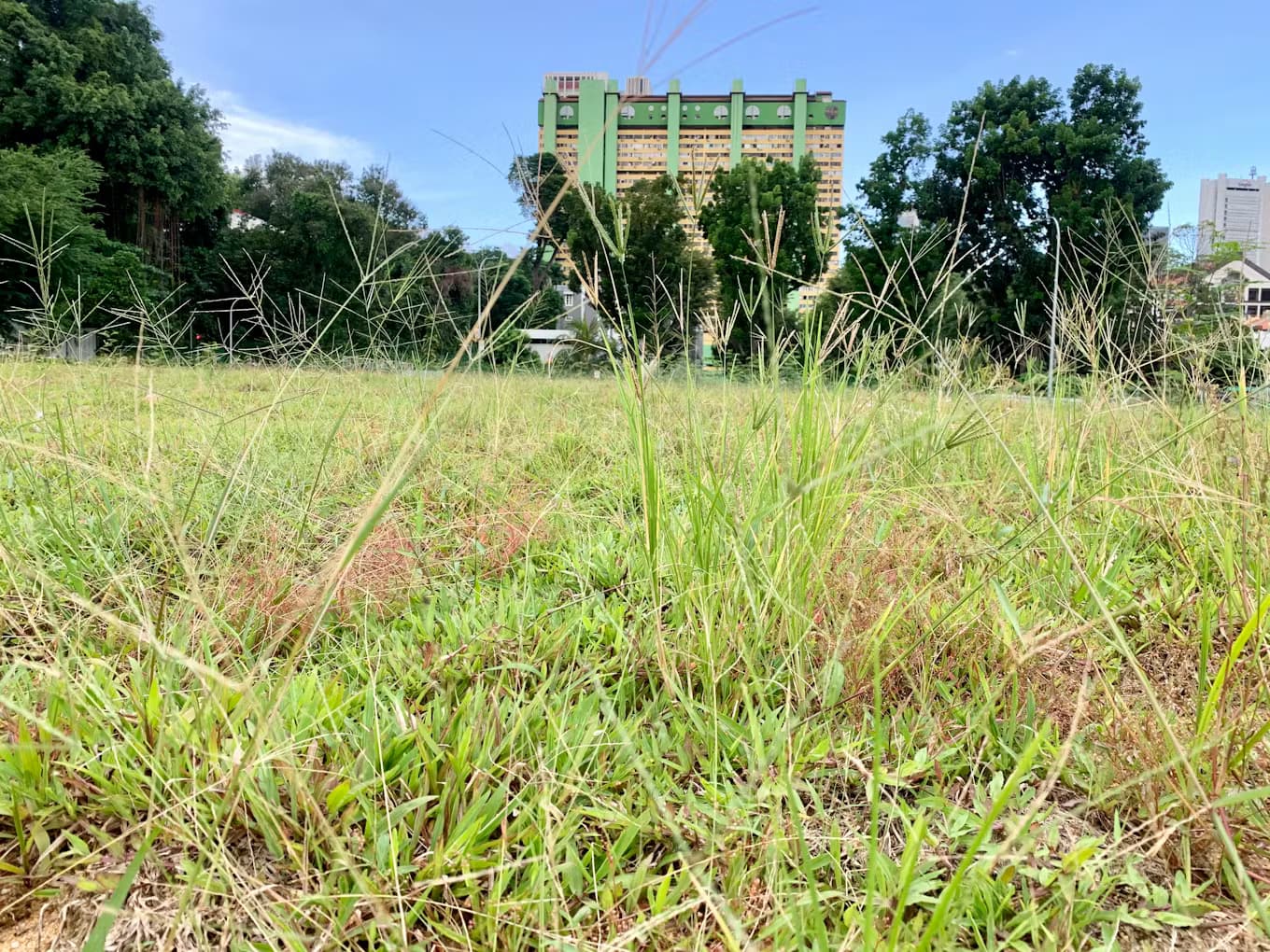 Overgrown Grass Clearing