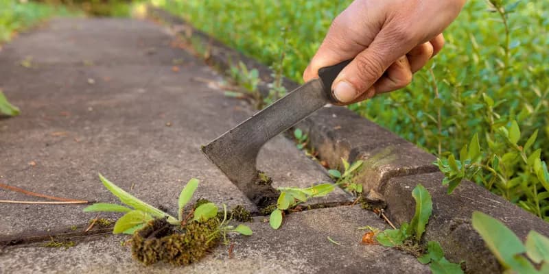 Weed Removal Services
